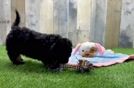 Meet Barcelona - our Cockapoo Puppy Video