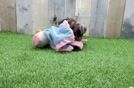Best Cockapoo Baby