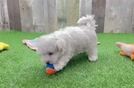 Akc Registered Maltese Purebred Pup
