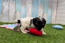 Meet Cardale - our Havapoo Puppy Video