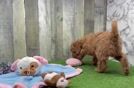 Meet Baron - our Mini Irish Doodle Puppy Video