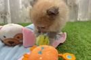 Fluffy Dwarf Spitz Purebred Puppy