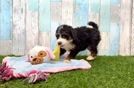 Mini Bernedoodle Pup Being Cute