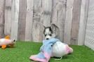 Adorable Husky and Pomeranian Mix Designer Puppy