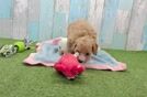 Cavapoo Puppy for Adoption