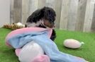 Cute Mini Bernedoodle Baby