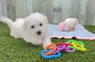 Bichon Frise Pup Being Cute