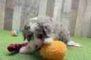 Mini Bernedoodle Puppy for Adoption