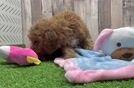 Best Poodle Baby