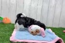 Meet Bev - our Havanese Puppy Video  - Florida Fur Babies Best Havanese Baby