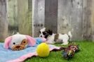 Petite Teddy Bear Designer Pup