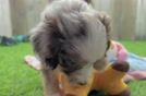 Happy Mini Aussiedoodle Baby