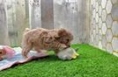 Maltipoo Pup Being Cute