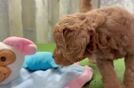 Meet Jimmy - our Mini Goldendoodle Puppy Video