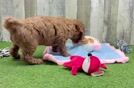 Mini Goldendoodle Pup Being Cute