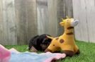 Best Yorkie Poo Baby
