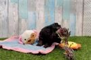Best Poodle Baby