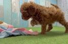 Mini Goldendoodle Pup Being Cute