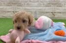 Cute Poochon Baby