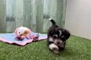 Best Aussiechon Baby
