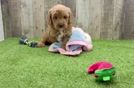 Little Mini Goldenpoo Poodle Mix Puppy