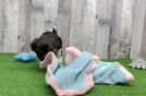 Havanese Puppy for Adoption