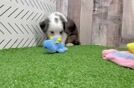 Petite Mini Aussiedoodle Poodle Mix Pup