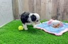 Best Mini Aussiedoodle Baby