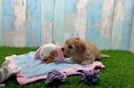 Cavapoo Pup Being Cute
