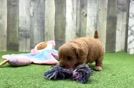 Playful Mini Groodle Poodle Mix Puppy