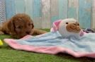 Meet Voss - our Cavapoo Puppy Video