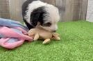 Popular Mini Aussiedoodle Poodle Mix Pup