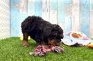 Funny Mini Bernedoodle Poodle Mix Pup