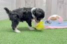 Funny Mini Aussiedoodle Poodle Mix Pup