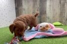 Mini Goldendoodle Pup Being Cute