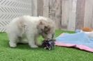 Little Poodle Purebred Pup
