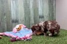 Best Mini Aussiedoodle Baby