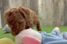 Popular Mini Goldendoodle Poodle Mix Pup