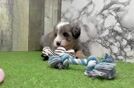Best Mini Bernedoodle Baby