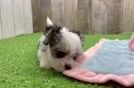 Morkie Puppy for Adoption