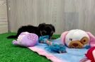 Best Yorkie Poo Baby