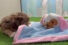 Yorkie Poo Puppy for Adoption