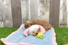 Small Cavapoo Baby