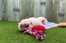 Meet Tate - our Poodle Puppy Video