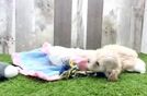 Sweet Maltipoo Baby