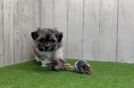 Energetic Shitzu Designer Puppy