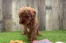 Adorable Golden Retriever Poodle Mix Poodle Mix Puppy