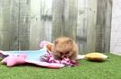 Pomeranian Puppy for Adoption