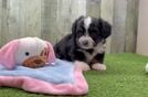 Sweet Aussiechon Baby