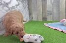 Playful Mini Groodle Poodle Mix Puppy